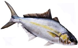 Fisch Stofftiere Amberjack