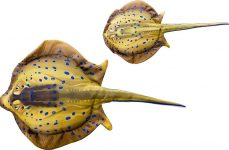 Blaupunktrochen