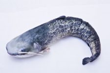 Fisch Kuscheltier Stofftier Piranha Länge ca. 20cm Plüschtier