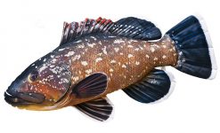 Fisch Stofftiere Zwergbarsch
